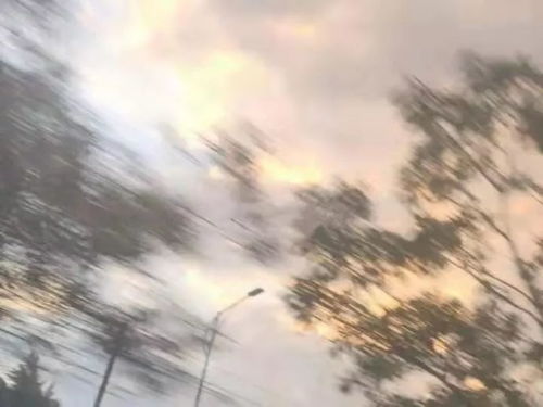 第1647期｜梧桐树下的来信